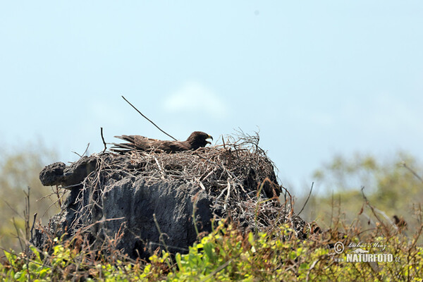 Galapagos Hawk (Buteo galapagoensis)