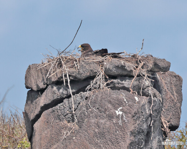 Galapagos Hawk (Buteo galapagoensis)