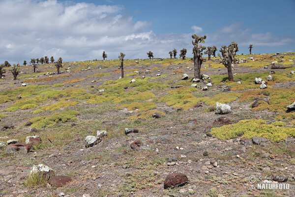 Galápagos Islands (Galapagy)