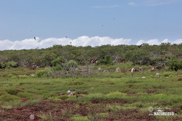 Galápagos Islands (Galapagy)