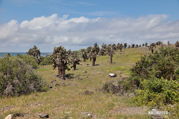 Galápagos Islands (Galapagy)