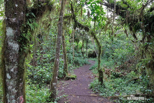 Galápagos Islands (Galapagy)