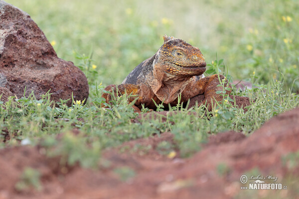 Galapagos Land Iguana (Conolophus subcristatus)