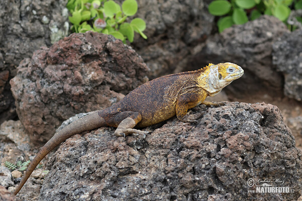 Galapagos Land Iguana (Conolophus subcristatus)