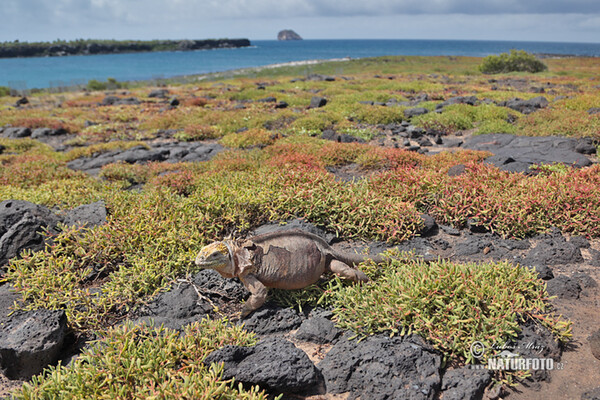 Galapagos Land Iguana (Conolophus subcristatus)