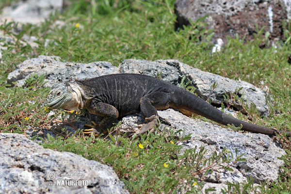 Galapagos Land Iguana (Conolophus subcristatus)