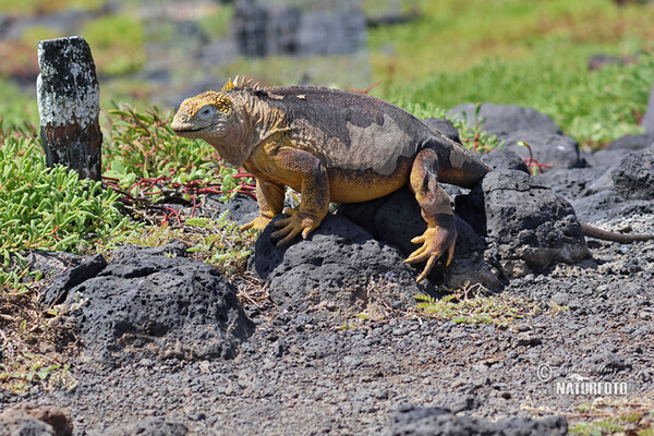 Galapagos Land Iguana (Conolophus subcristatus)