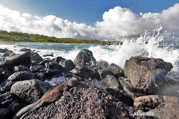 Galapagos Marine Iguana (Amblyrhynchus cristatus)