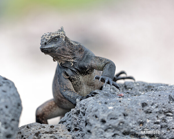 Galapagos Marine Iguana (Amblyrhynchus cristatus)