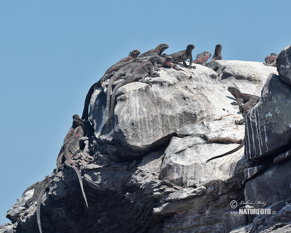 Galapagos Marine Iguana (Amblyrhynchus cristatus)