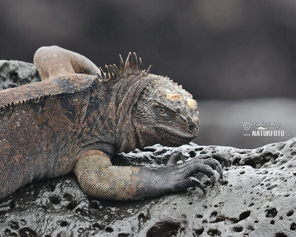 Galapagos Marine Iguana (Amblyrhynchus cristatus)