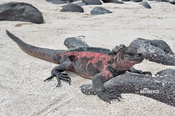 Galapagos Marine Iguana (Amblyrhynchus cristatus)