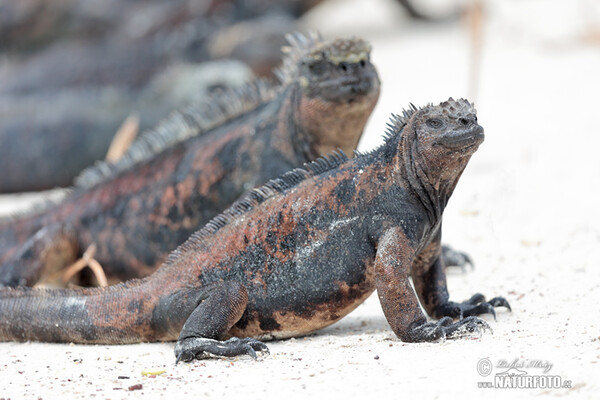 Galapagos Marine Iguana (Amblyrhynchus cristatus)