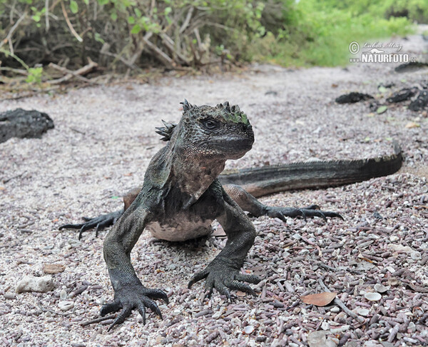 Galapagos Marine Iguana (Amblyrhynchus cristatus)