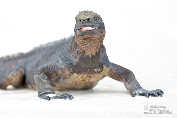 Galapagos Marine Iguana (Amblyrhynchus cristatus)