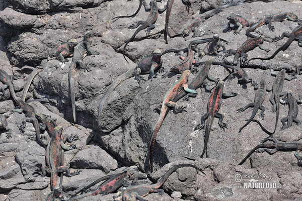 Galapagos Marine Iguana (Amblyrhynchus cristatus)