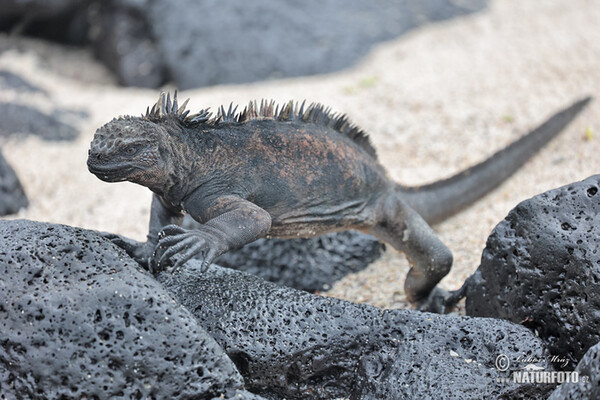 Galapagos Marine Iguana (Amblyrhynchus cristatus)