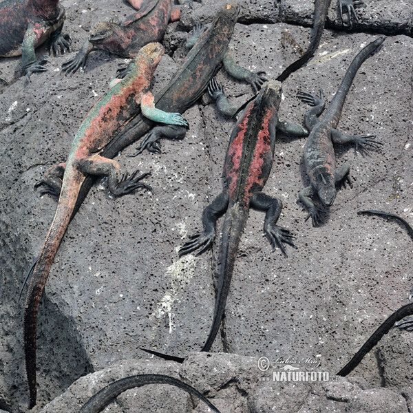 Galapagos Marine Iguana (Amblyrhynchus cristatus)