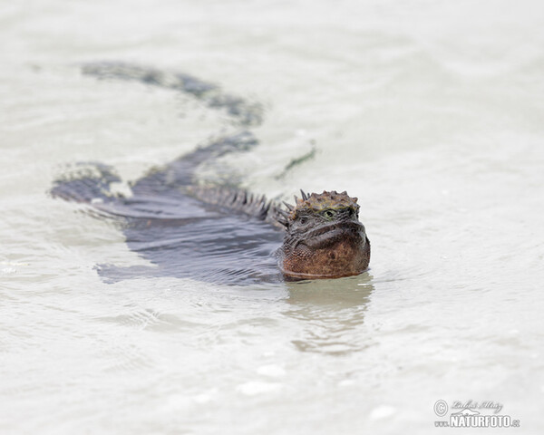 Galapagos Marine Iguana (Amblyrhynchus cristatus)