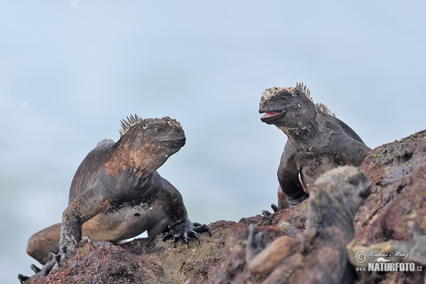 Galapagos Marine Iguana (Amblyrhynchus cristatus)