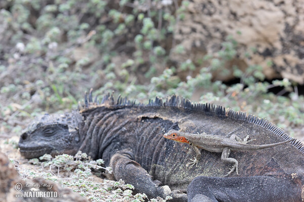 Galapagos Marine Iguana (Amblyrhynchus cristatus)