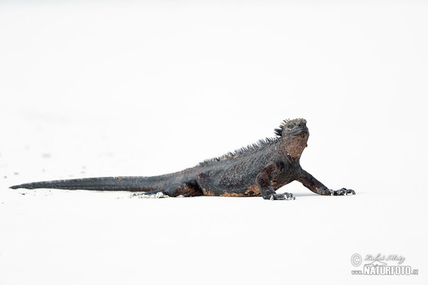 Galapagos Marine Iguana (Amblyrhynchus cristatus)