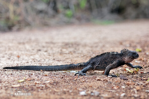 Galapagos Marine Iguana (Amblyrhynchus cristatus)