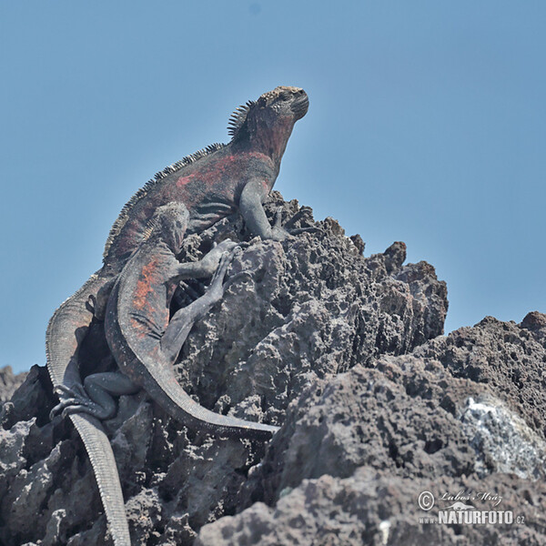 Galapagos Marine Iguana (Amblyrhynchus cristatus)