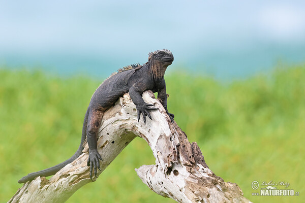 Galapagos Marine Iguana (Amblyrhynchus cristatus)