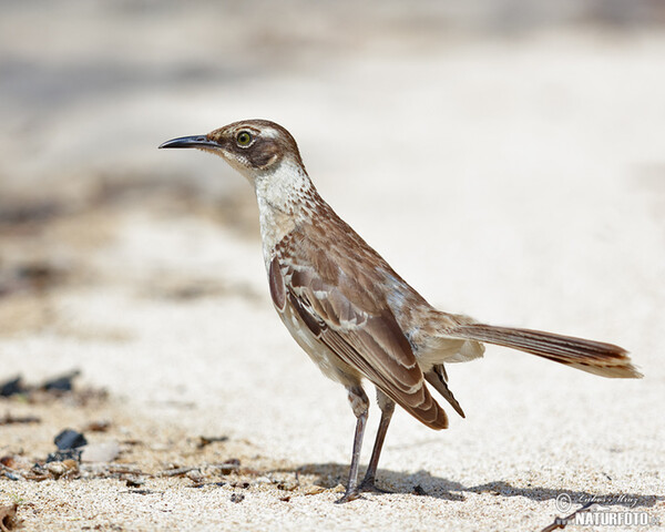 Galapagos Mockingbird (Mimus parvulus)