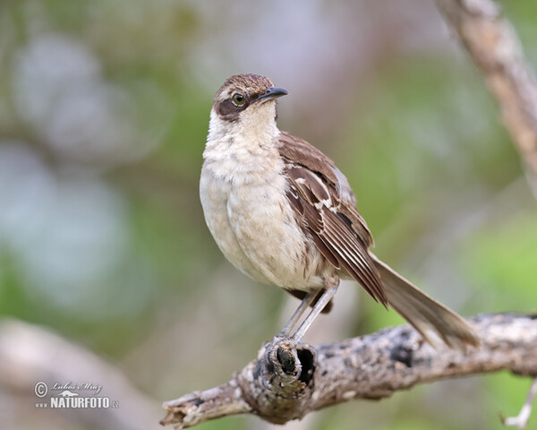 Galapagos Mockingbird (Mimus parvulus)