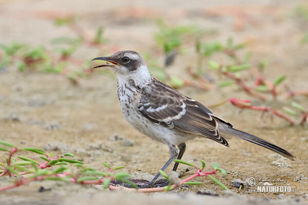 Galapagos Mockingbird (Mimus parvulus)