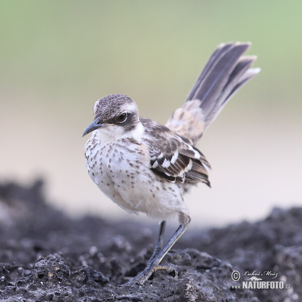 Galapagos Mockingbird (Mimus parvulus)