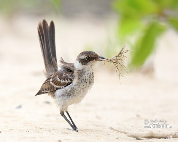 Galapagos Mockingbird (Mimus parvulus)