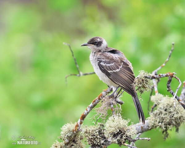 Galapagos Mockingbird (Mimus parvulus)