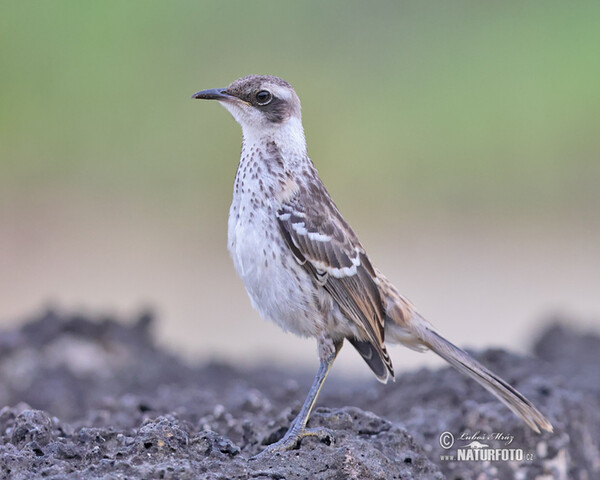 Galapagos Mockingbird (Mimus parvulus)