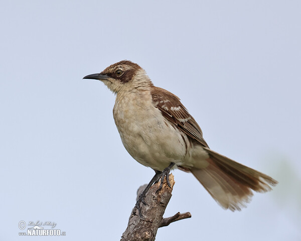 Galapagos Mockingbird (Mimus parvulus)