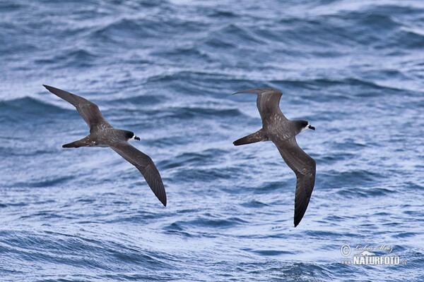 Galápagos Petrel (Pterodroma phaeopygia)