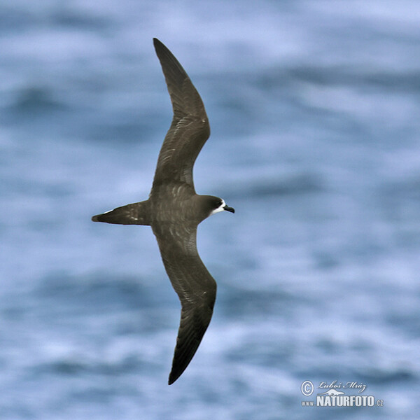 Galápagos Petrel (Pterodroma phaeopygia)