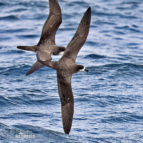 Galápagos Petrel (Pterodroma phaeopygia)