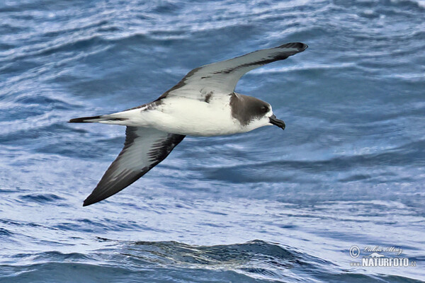 Galápagos Petrel (Pterodroma phaeopygia)