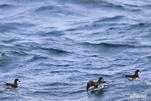 Galápagos Petrel (Pterodroma phaeopygia)