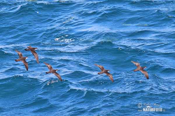 Galapagos Shearwater (Puffinus subalaris)