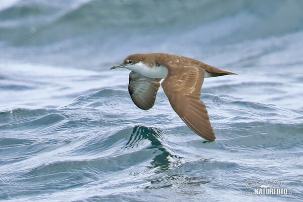 Galapagos Shearwater (Puffinus subalaris)