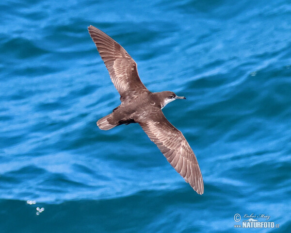 Galapagos Shearwater (Puffinus subalaris)