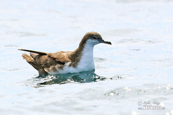 Galapagos Shearwater (Puffinus subalaris)