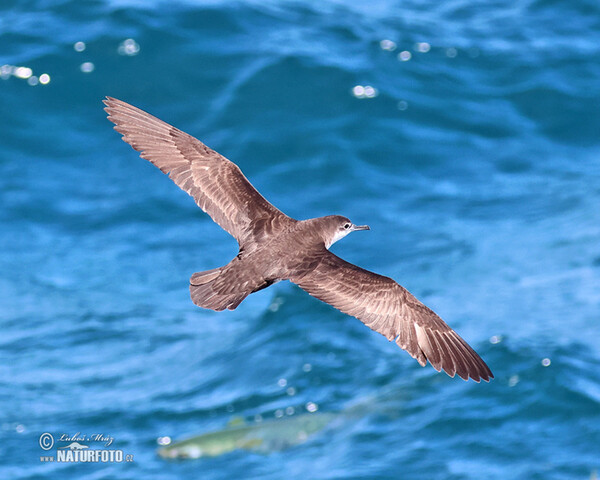 Galapagos Shearwater (Puffinus subalaris)