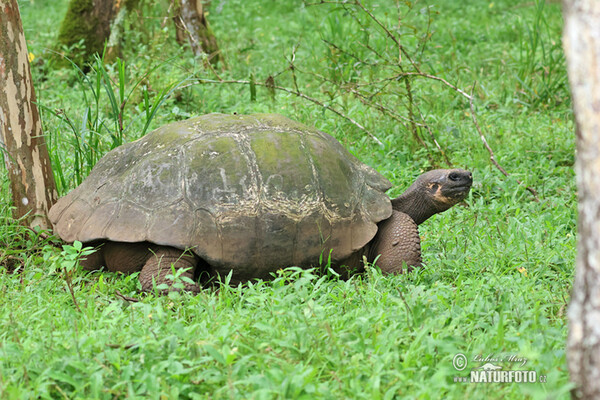 Galapagos tortoise (Geochelone nigra complex)