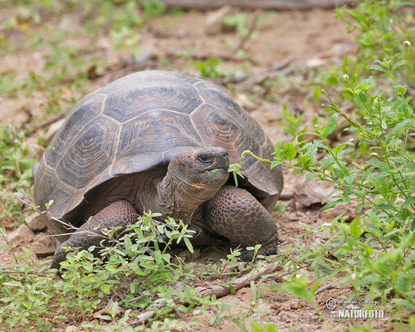 Galapagos tortoise (Geochelone nigra complex)