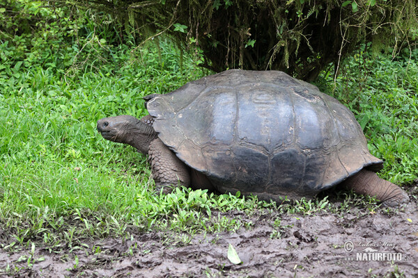 Galapagos tortoise (Geochelone nigra complex)